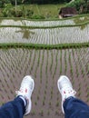 a pair of feet in new shoes on a newly planted rice field