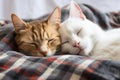 A pair of feline friends enjoying a peaceful and comfortable nap together on a cozy bed, Two cats reclining on a plaid, isolated