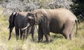 Pair of female African elephants in the African savannah of the Kruger National Park in South Africa Royalty Free Stock Photo