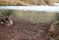 Pair of female ducks on shore