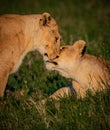 Pair of female lionesses rubbing faces, saying hello behavior