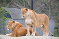 Pair of Female Lions portrait Royalty Free Stock Photo