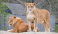 Pair of Female Lions portrait Royalty Free Stock Photo