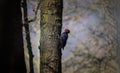 Pair female and male black woodpecker on the old tree branch, isolated, natural environment, close up, Dryocopus martius