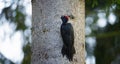 pair female and male black woodpecker on the old tree branch