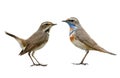 pair female and male of Bluethroat lovely migration bird to Thailand and asia in winter with different in neck and chest plumage