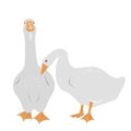 Pair of female and male goose isolated on white background, geese couple in flat style. Vector illustration Royalty Free Stock Photo