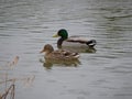 Pair of mallard ducks Anas platyrhynchos swimming together Royalty Free Stock Photo