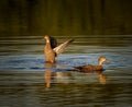 Pair Of Female Mallard Ducks Swimming In Pond