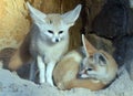 A pair of Fennec Foxes