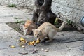 Feral Jerusalem street cats enjoying a meal left for them on a sidewalk