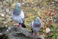 Pair of feral pigeons ( columba livia )