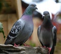 Pair of feral pigeons in urban house garden.