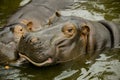 A pair of ferocious African hippos. The hippos opened their mouths waiting for food.