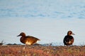Pair of Ferruginous Duck Royalty Free Stock Photo