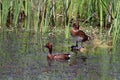 Pair of Ferruginous Duck