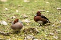 Pair of ferruginous ducks Aythya nyroca male and female resting on the lake shore, clear  background, scene from wildlife, Royalty Free Stock Photo