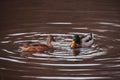 Pair Of Ferruginous Ducks Swimming