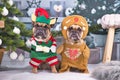 Pair of festive French Bulldog dogs wearing funny Christmas costumes dressed up as Christmas elf gingerbread man