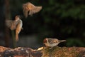 A pair of the fighting Eurasian tree sparrow Passer montanus Royalty Free Stock Photo