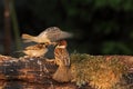 A pair of the fighting Eurasian tree sparrow Passer montanus Royalty Free Stock Photo