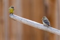 Pair of Finches, Spinus tristis, keeping their social distance on a tree branch