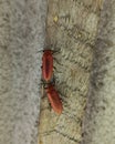 A pair of Fire-coloured beetles perched on a wooden plank