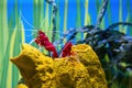 A pair of Fire shrimp latin name Lysmata debelius indigenous to the Indo-Pacific region