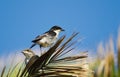 Pair of Fiscal Flycatchers in a palm Royalty Free Stock Photo