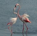 A group flamingo bird at the lake Royalty Free Stock Photo