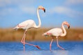 Pair of flamingos. Bird love in blue water. Two animal, walking in lake. Pink big bird Greater Flamingo, Phoenicopterus ruber, in Royalty Free Stock Photo