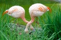 A Pair Of Flamingos - Family Phoenicopteriformes