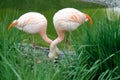 A Pair Of Flamingos - Family Phoenicopteriformes