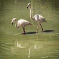 Pair of flamingos wading in mirroring water