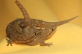 A pair of flat-tailed house-geckos are mating.