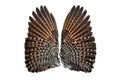 Pair of Flicker bird upper wings