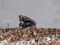 a pair of flies making love Royalty Free Stock Photo