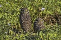 Pair of Florida burrowing owls in Coral Gables