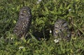 Pair of Florida burrowing owls at grassy burrow hole