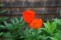 Pair of Flowering Orange Oriental Poppy Flowers