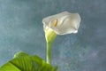 Calla lily flower or calla lilies isolated on teal color background Royalty Free Stock Photo
