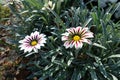 Pair of flowers of Gazania rigens `Big Kiss White Flame` in October Royalty Free Stock Photo