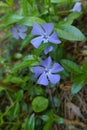 Pair of flowers of lesser periwinkle