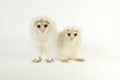 Pair of fluffy baby owls perched side by side on a white background