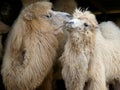 A pair of Camels preening each other at Longleat Safari park, England