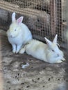 Pair of Fluffy White Rabbits Resting in an Enclosure Royalty Free Stock Photo