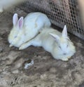 Pair of Fluffy White Rabbits Resting in an Enclosure Royalty Free Stock Photo