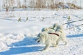 Pair of fluffy white Samoyed dogs in harness. close-up portrai Royalty Free Stock Photo