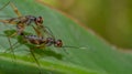 A pair of fly making love on a green leaf Royalty Free Stock Photo