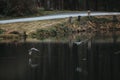 A pair of flying wild ducks above the lake Royalty Free Stock Photo